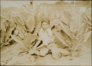 Lewis Hine -- 10 year-old Picker on Gildersleeve Tobacco Farm